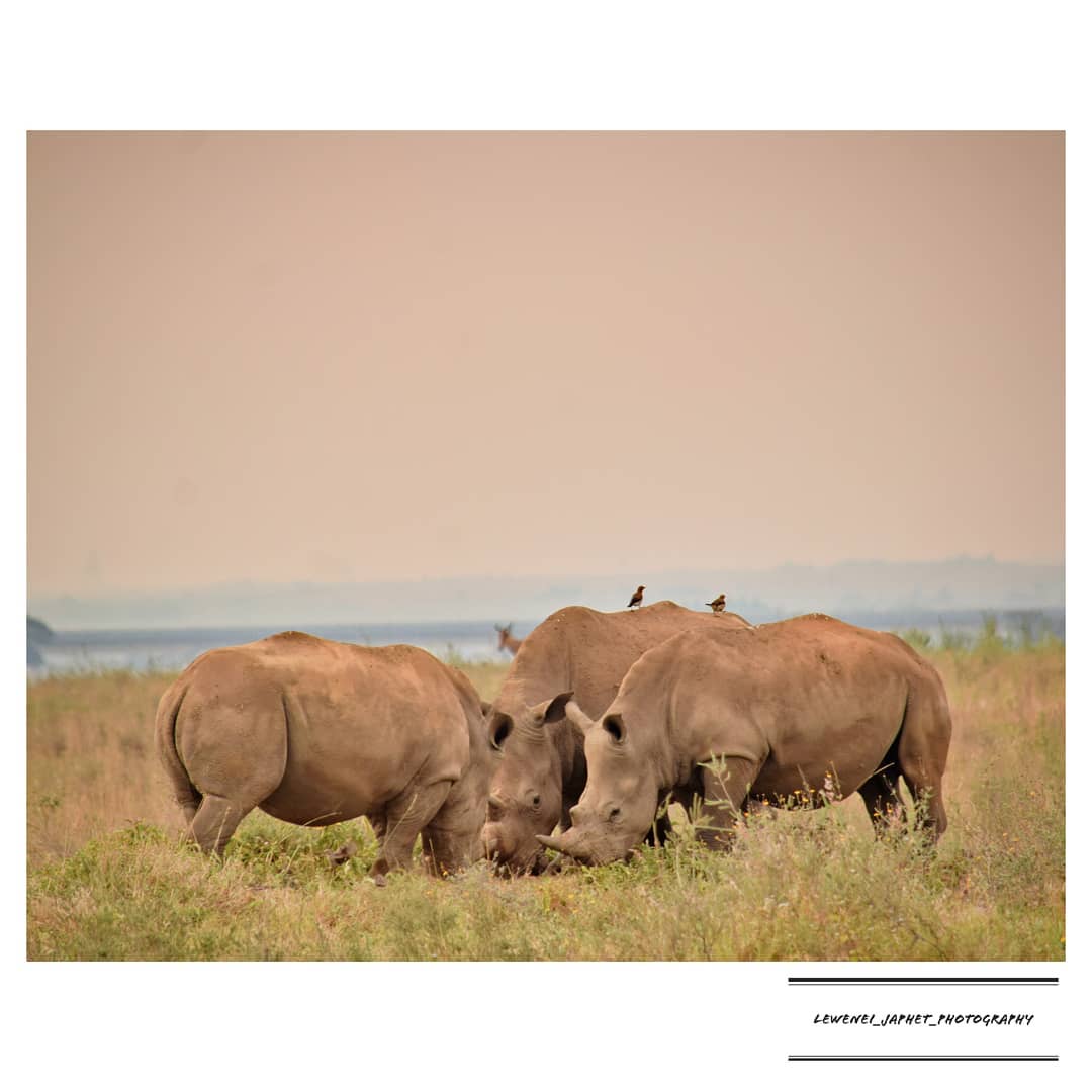 Half Day Safari in  Nairobi National Park